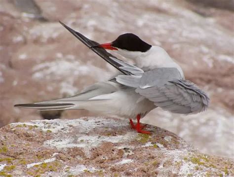 Arctic Tern | The Animal Facts | Appearance, Diet, Habitat and Behavior