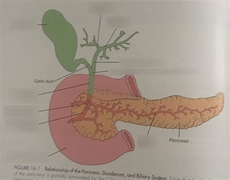 Relationship Of Pancreas Duodenum And Biliary System Pt Diagram