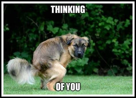 Crazy Funny Pictures: Thinking of You Dog