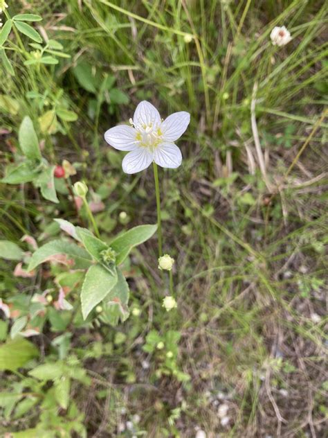 Marsh Grass Of Parnassus From Sheep Creek Rd Fairbanks Ak Us On July