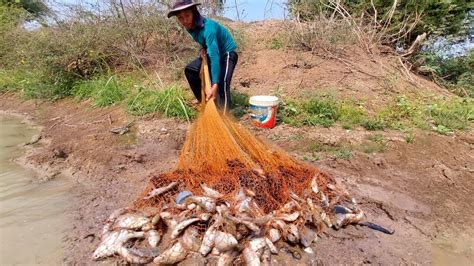 Amazing Fishing A Fisherman Skills Catch Fish A Lots Use Net In Pond