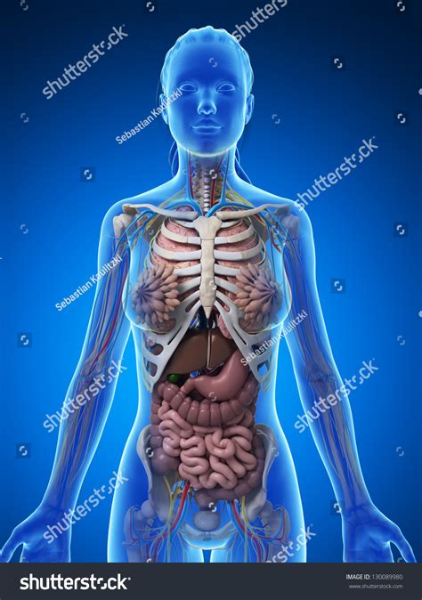 3d Rendered Illustration Of The Female Anatomy 130089980 Shutterstock