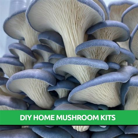 Blue Oyster Grow Kit Only 19 95 Mushroom Farm Supplies