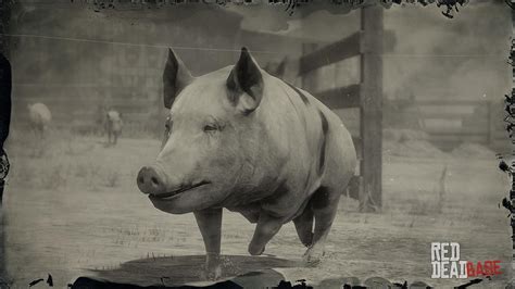 Old Spot Pig | RDR2 Animals | Map Location & Where To Find