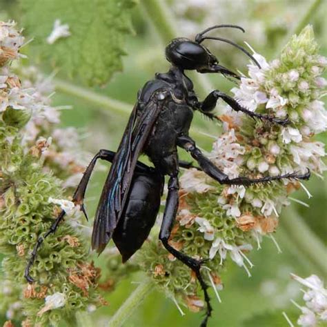 Large Black Wasp Prionyx BugGuide Net