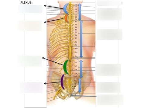 Spinal Nerve Plexuses Diagram Quizlet