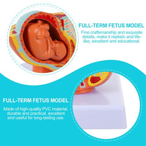 Embryo Model Pvc Uterine Learning Anatomy Of The Uterus For Teaching Ebay