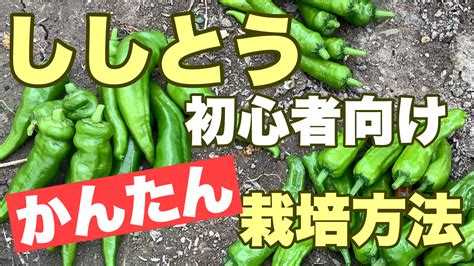 ししとうの栽培方法｜初心者でも簡単な種まき〜収穫の手順とポイント ときめきガレージ