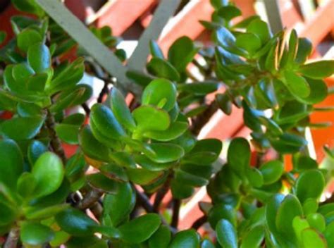 Árbol De Jade Características Reproducción Y Cuidados 2020 Plantas