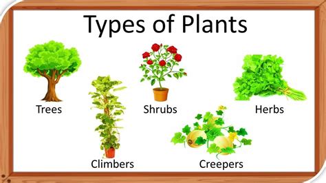 Classification Of Plants On Our Earth Like Tree Herb Shrubs Etc