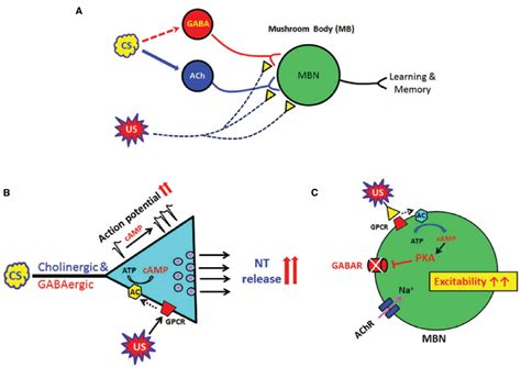 Frontiers Global And Local Missions Of Camp Signaling In Neural Plasticity Learning And Memory