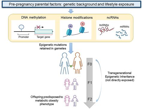 Frontiers Genetics Epigenetics And Transgenerational Transmission Of