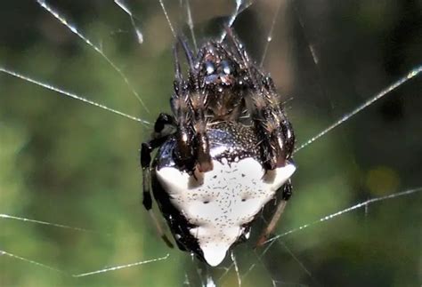 40 Spiders in Tennessee with Pictures and Identification