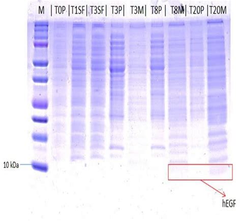 Sds Page Electropherogram Mobility Hegf Protein In E Coli Bl M