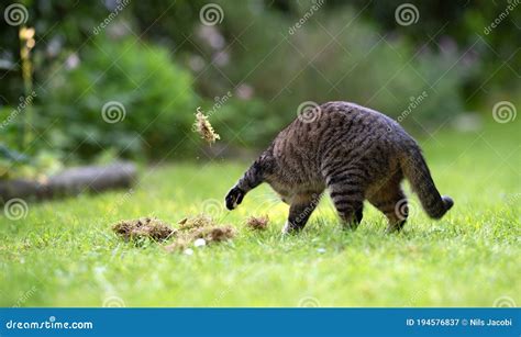 Cats Peeing In My Grass Telegraph