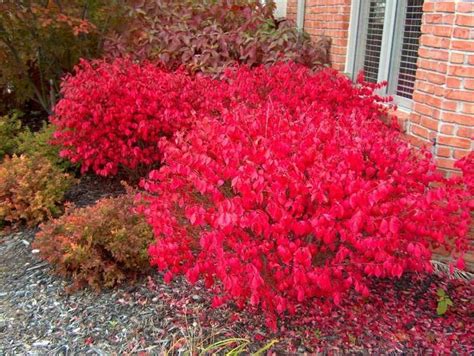 Dwarf-winged Burning Bush (Euonymus alatus 'Compactus'). Zones 4-8; Full sun to part shade. “A ...