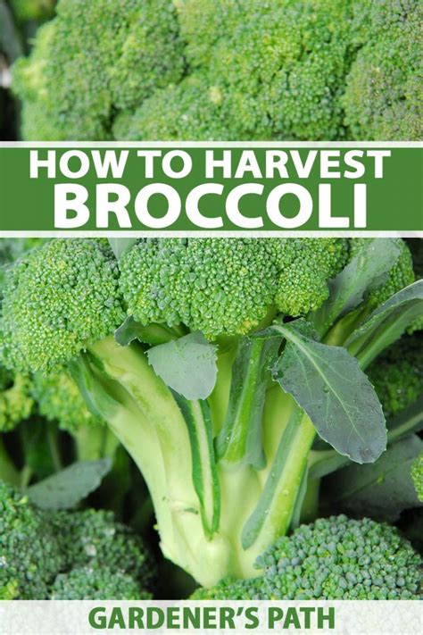 When And How To Harvest Broccoli Gardener’s Path