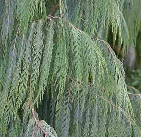 Cupressus Cashmeriana Kashmir Cypress The Seed Vine