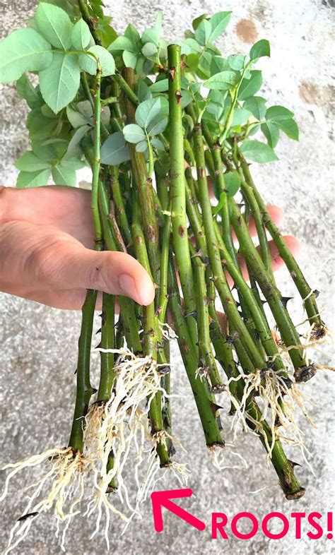 Propagate Hydrangea Cuttings Success Rate A Piece Of Rainbow