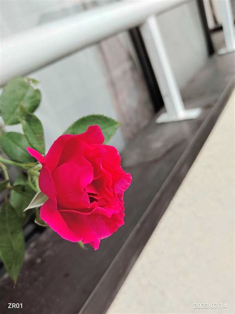 春に続き、2度目のお花 2番花が、次々に咲いてくれています💗 ️ 今の薔薇達を見てやって下さいね🙇💕 笑えるサバイバルガーデンにようこそ🧓🌹 楽天ブログ