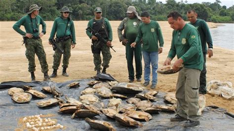 Ibama Salva Mais De Tartarugas Na Amaz Nia