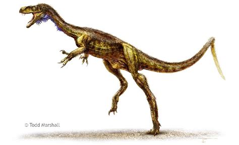 Eodromaeus Pictures & Facts - The Dinosaur Database