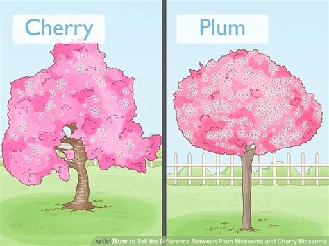 Ways To Tell The Difference Between Plum Blossoms And Cherry Blossoms