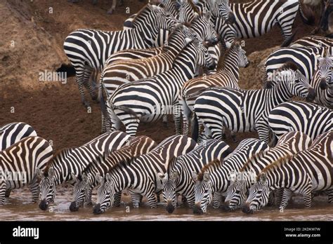 Burchells Zebras Or Plains Zebras Equus Burchellii Crossing The Mara