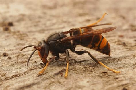 Yellow Legged Hornet In Georgia Is It A Pest