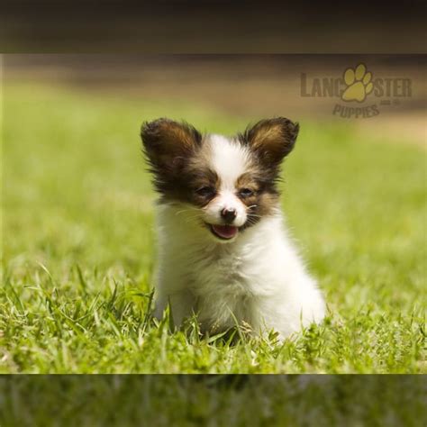 Papillon Puppies For Sale In Tx Lancaster Puppies