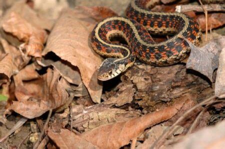 Do Snakes Hibernate How Brumation In Snakes Works