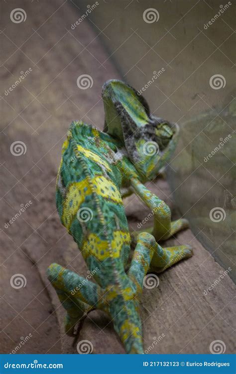 Chameleon Stereoscopic Vision Turquoise Blue And Purple Stock Image