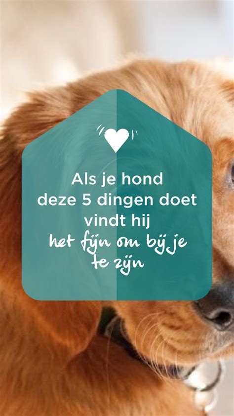 Als Je Hond Deze 5 Dingen Doet Vindt Hij Het Fijn Om Bij Je Te Zijn Honden Huisdier Blij Zijn