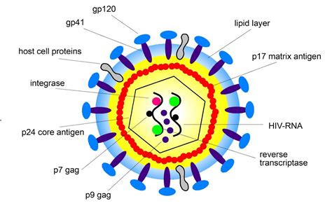 HIV VIRUS: structure of HIV virus