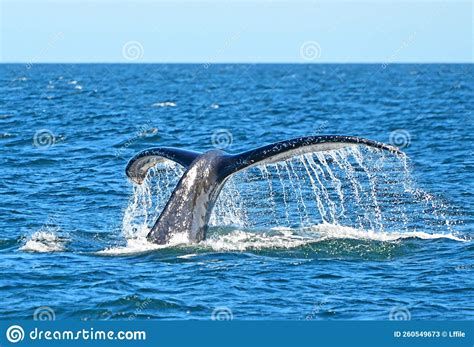 Fluke Of Diving Humpback Whale Megaptera Novaeangliae Stock Image