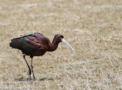 White Faced Ibis At Bear RIver Bird Migratory Utah Bird Photography