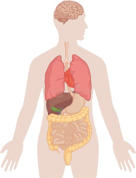 Anatomie De Corps Humain Cerveau Poumons Coeur Foie Intestins