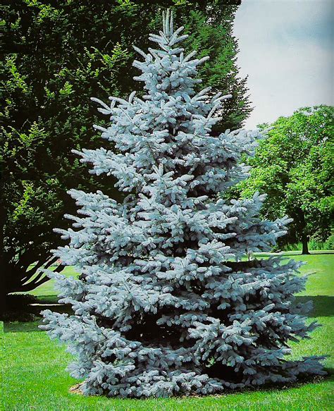 Beautiful Blue Spruce Trees For Your Garden