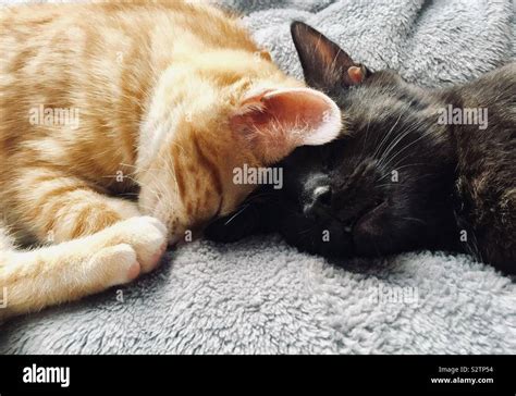 Cute kittens cuddling hi-res stock photography and images - Alamy