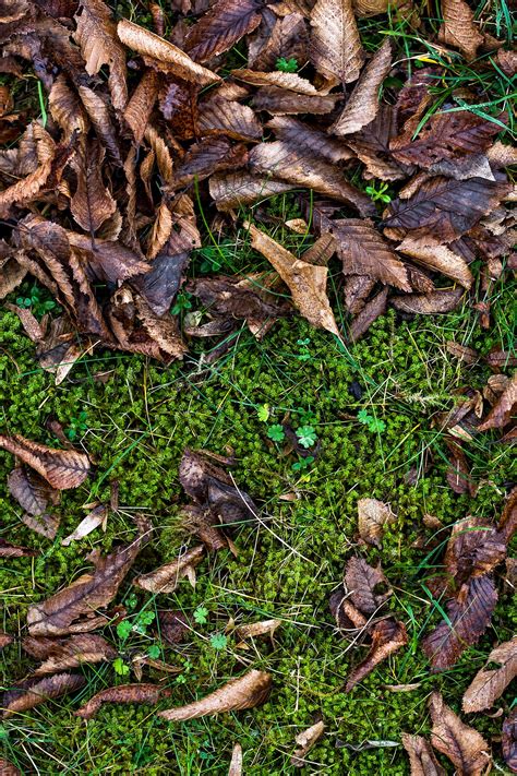 Autumn Leaves On Damp Grass By Stocksy Contributor Eldad Carin