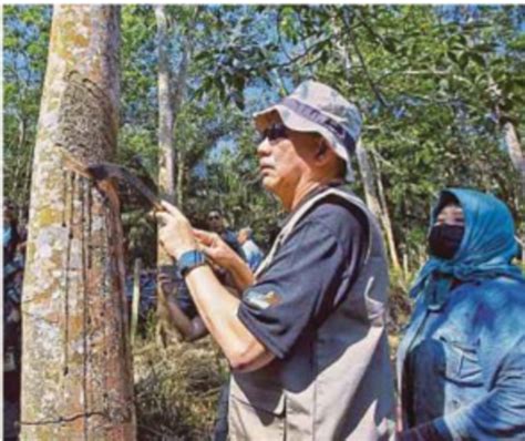 Pekebun Kecil Getah Terus Terima Insentif Suara Risda