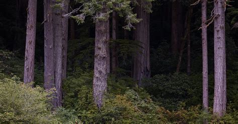 Wild deer grazing in pine forest · Free Stock Photo