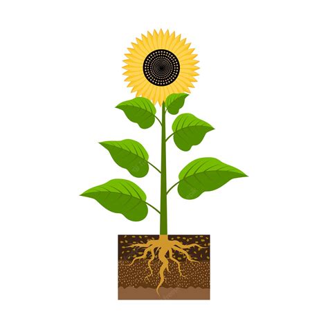 Premium Vector Sunflower With A Root Agriculture Background Vector