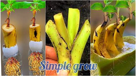 How To Grow Banana Tree From Banana Fruit Grow Banana Tree From Banana How To Grow Plant Youtube