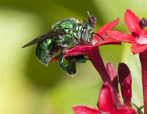 Metallic Green Bee Photograph By Edelberto Cabrera Pixels