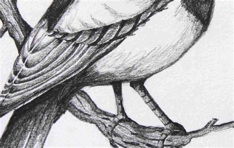 Bird Sketches Pencil | Good Sketch