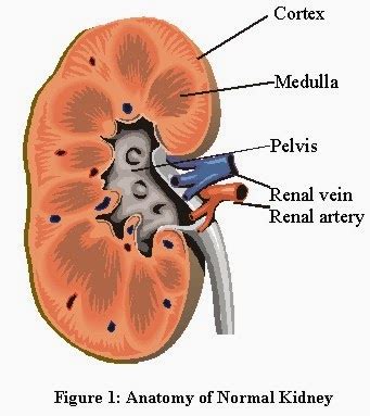 Senyum Ke Tiga Struktur Ginjal Dan Fungsinya