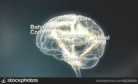 parts of the brain 3d medical illustration .. parts of the brain 3d medical illustration ...