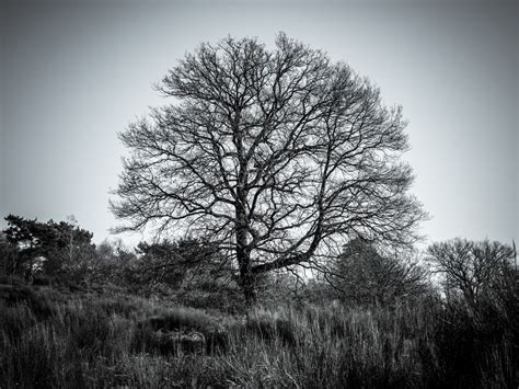 Kostenlose Foto Baum Natur Wald Gras Ast Silhouette Winter