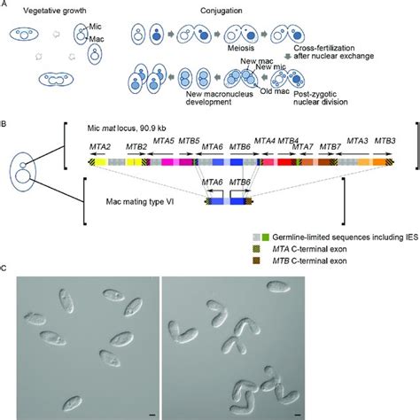 PDF Selfing Mutants Link Ku Proteins To Mating Type Determination In